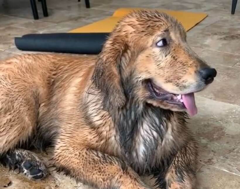 ゴールデンレトリーバー,動画