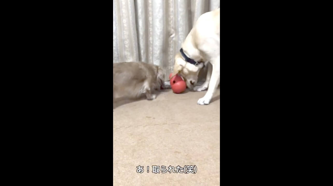 ラブラドールレトリーバー,動画