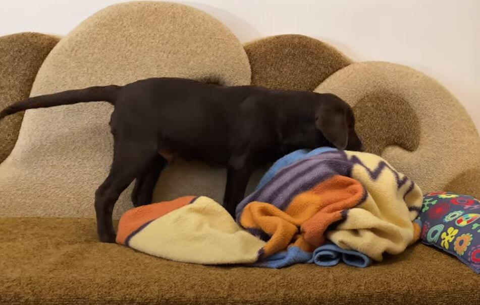 ラブラドールレトリーバー,動画