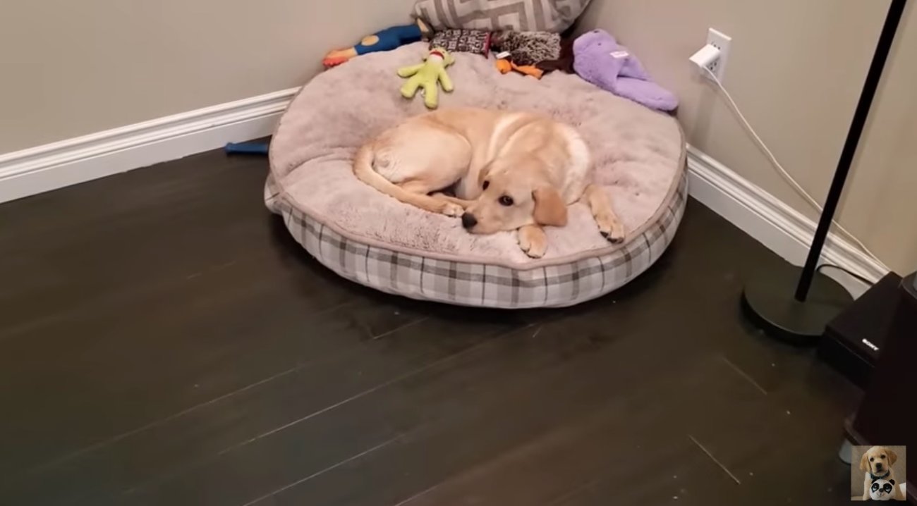 ラブラドールレトリーバー,動画