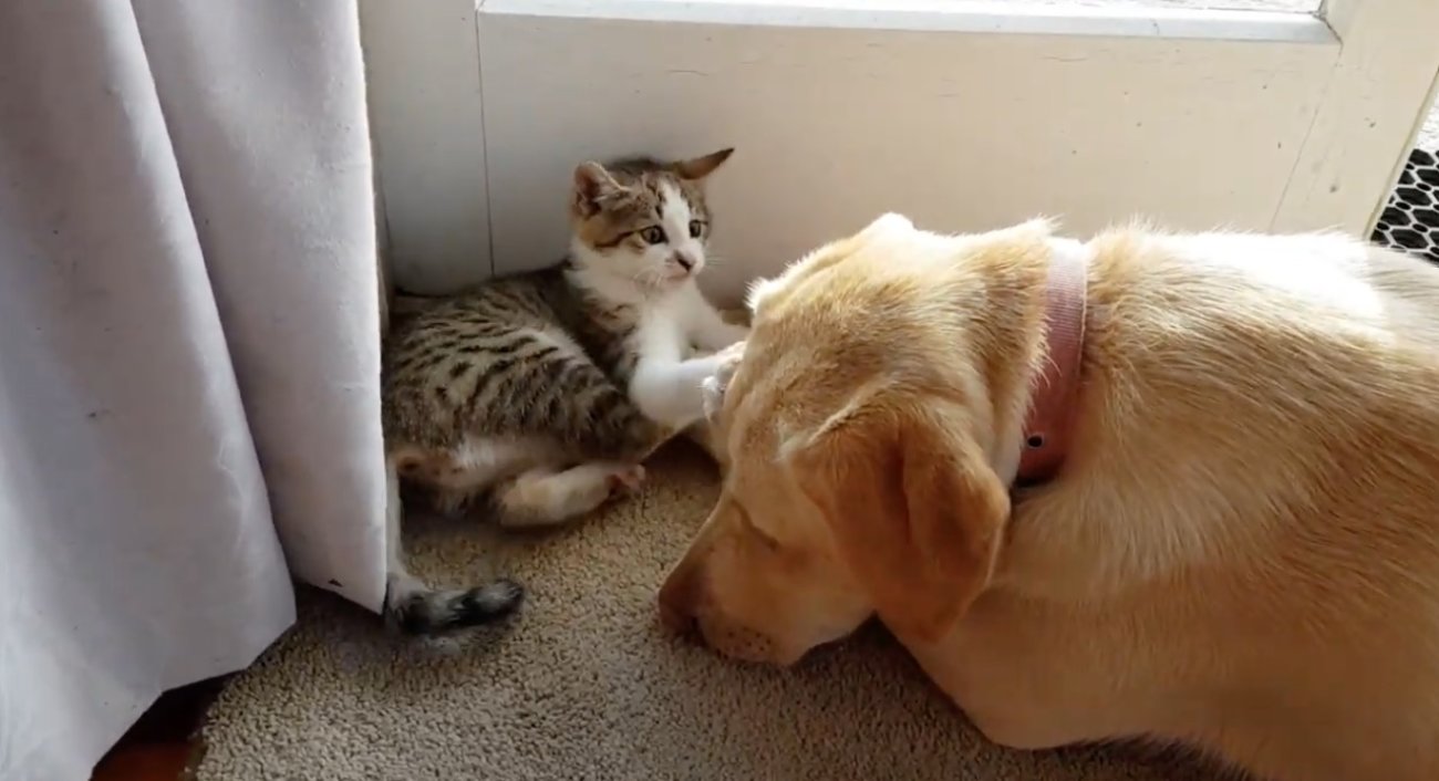 ラブラドールレトリーバー,動画