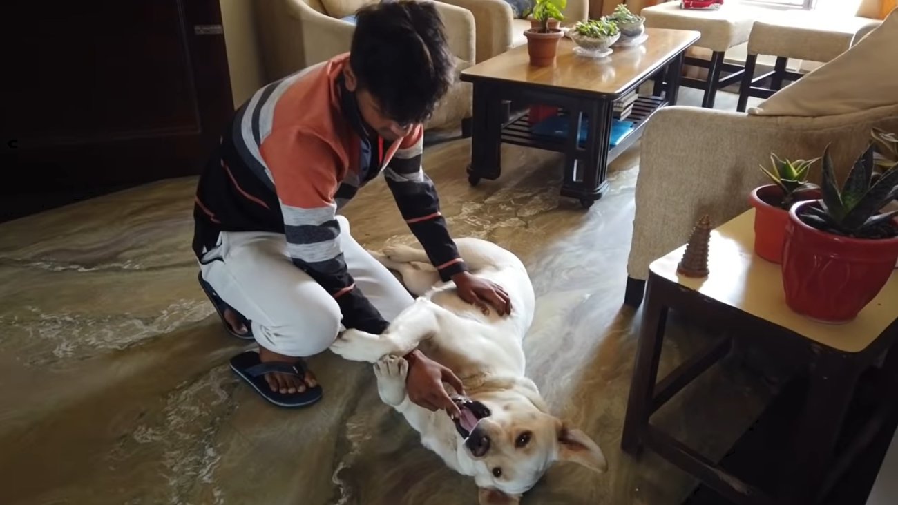 ラブラドールレトリーバー,動画