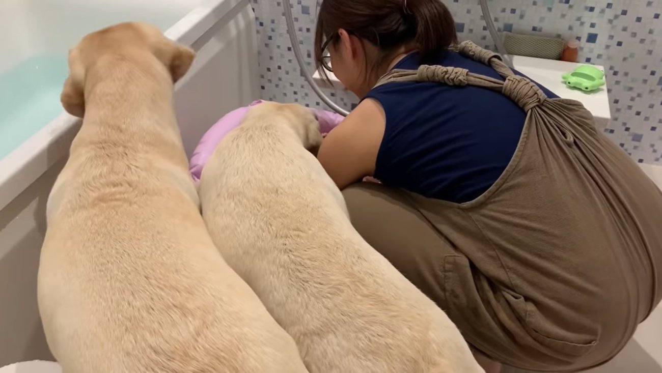 ラブラドールレトリーバー,動画