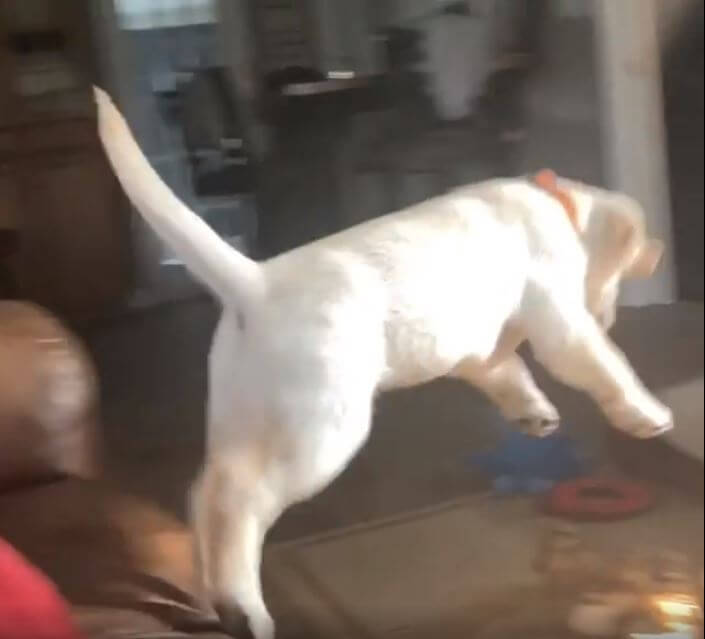 ラブラドールレトリーバー,動画