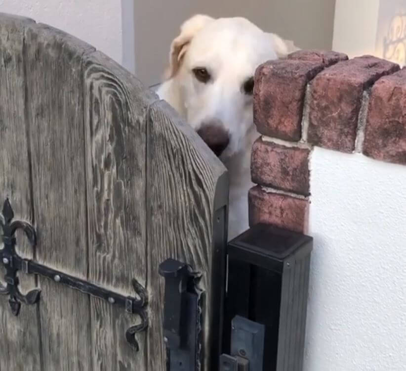 ラブラドールレトリーバー,動画