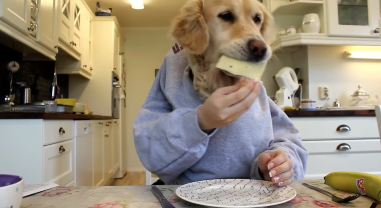 ゴールデンレトリーバー,動画