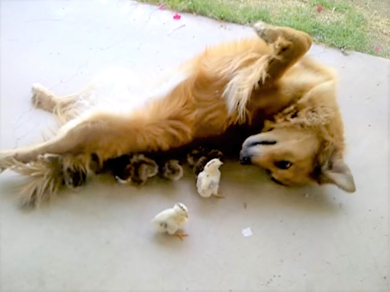 ゴールデンレトリーバー,動画