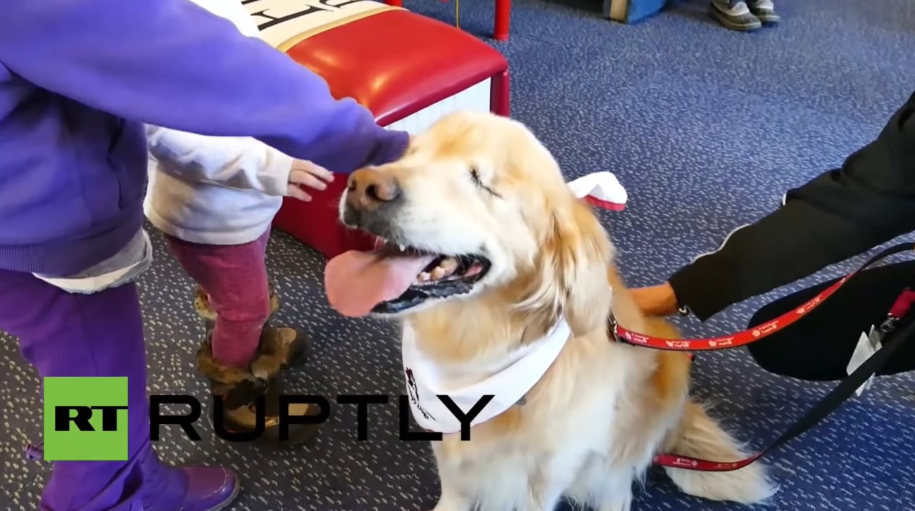 ゴールデンレトリーバー,動画