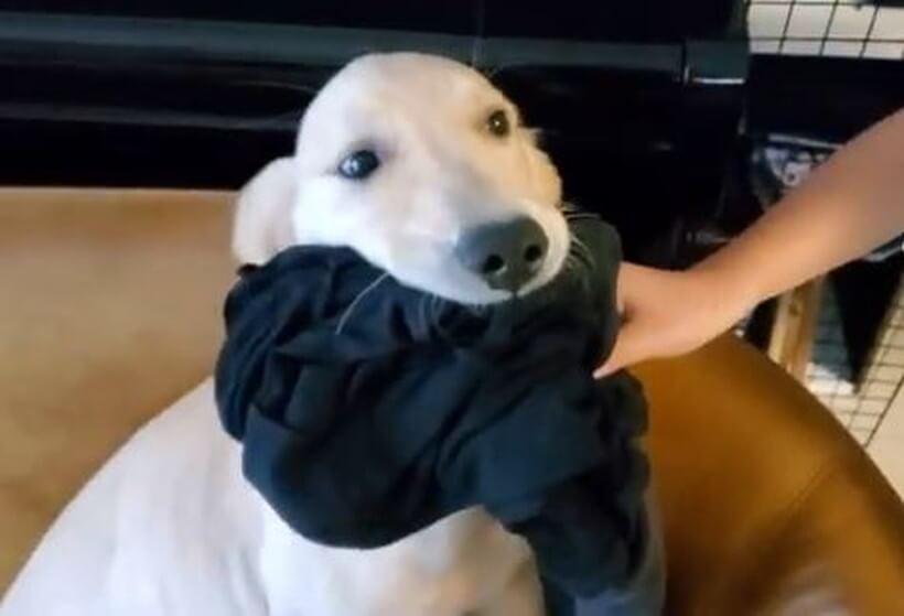 ゴールデンレトリーバー,動画