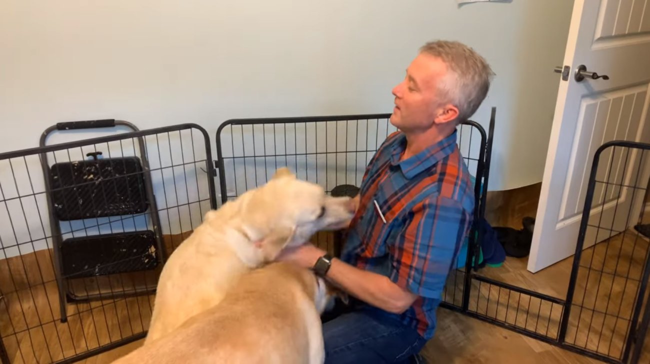 ラブラドールレトリーバー,動画