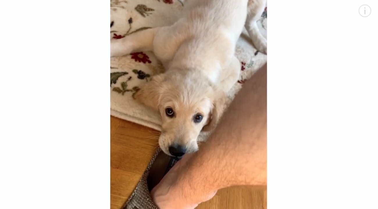 ゴールデンレトリーバー,動画