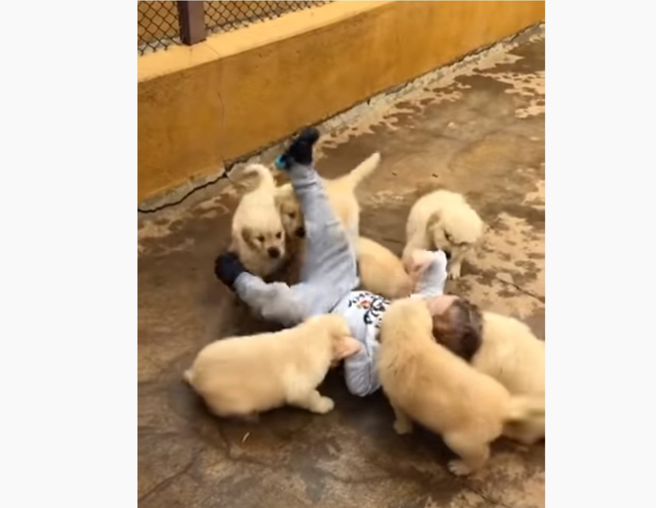 ゴールデンレトリーバー,動画