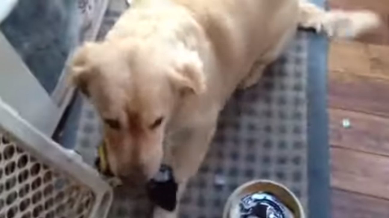 ゴールデンレトリーバー,動画