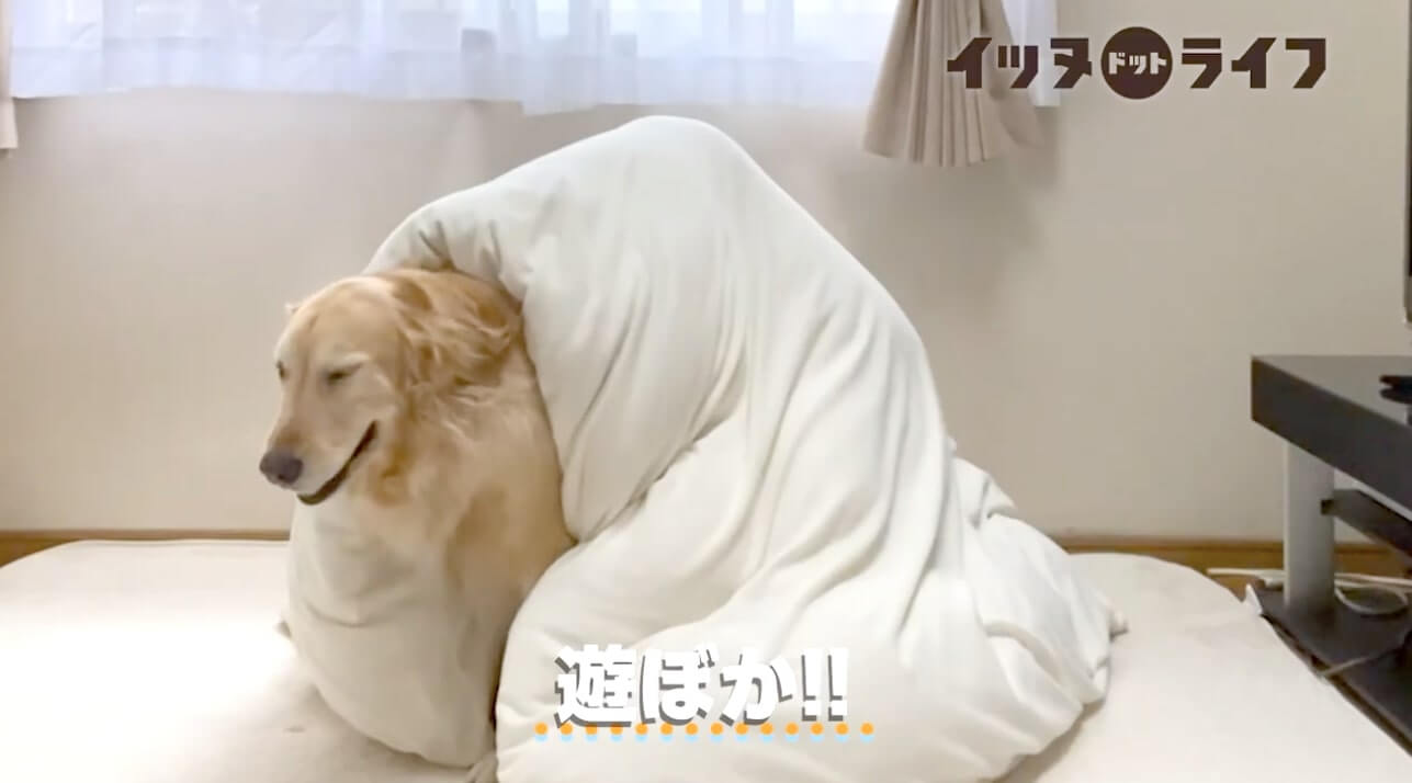 ゴールデン,動画,イッヌドットライフ