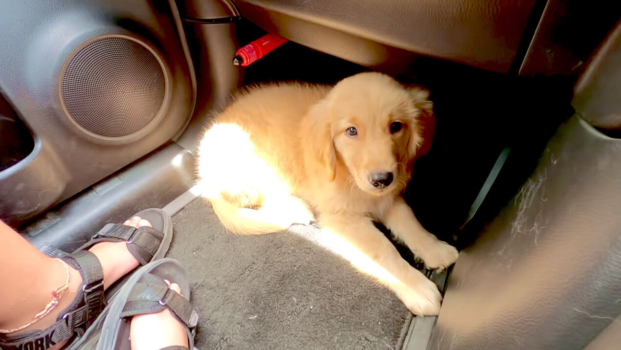 ゴールデンレトリーバー,動画