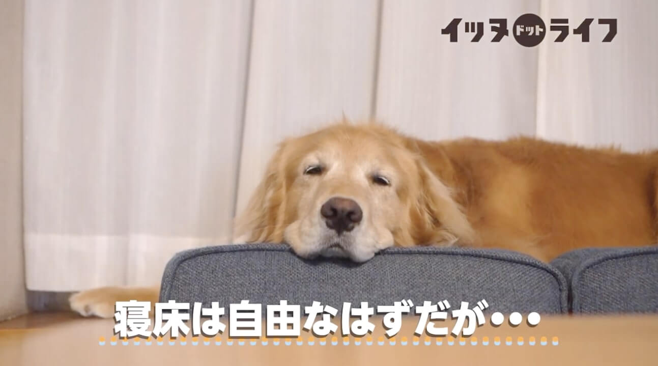 ゴールデン,動画,イッヌドットライフ