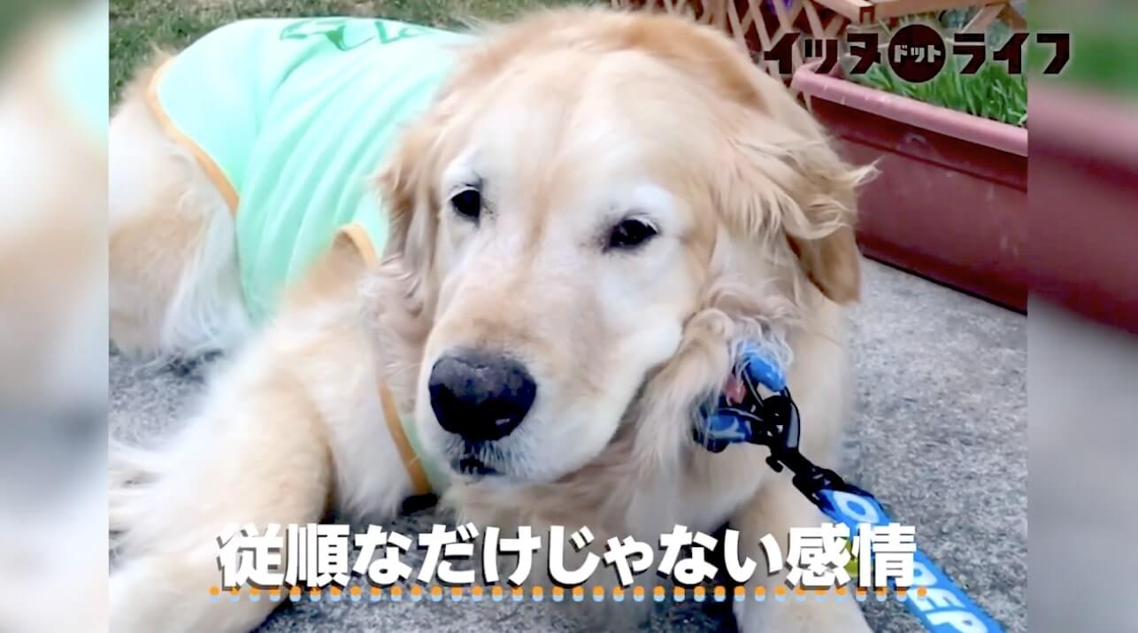 ゴールデン,動画,イッヌドットライフ