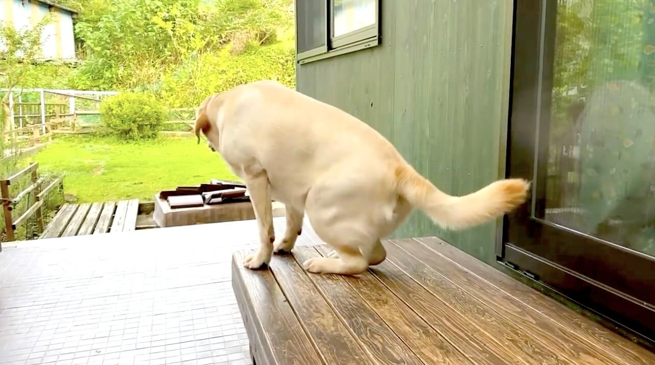 ラブラドールレトリーバー,動画