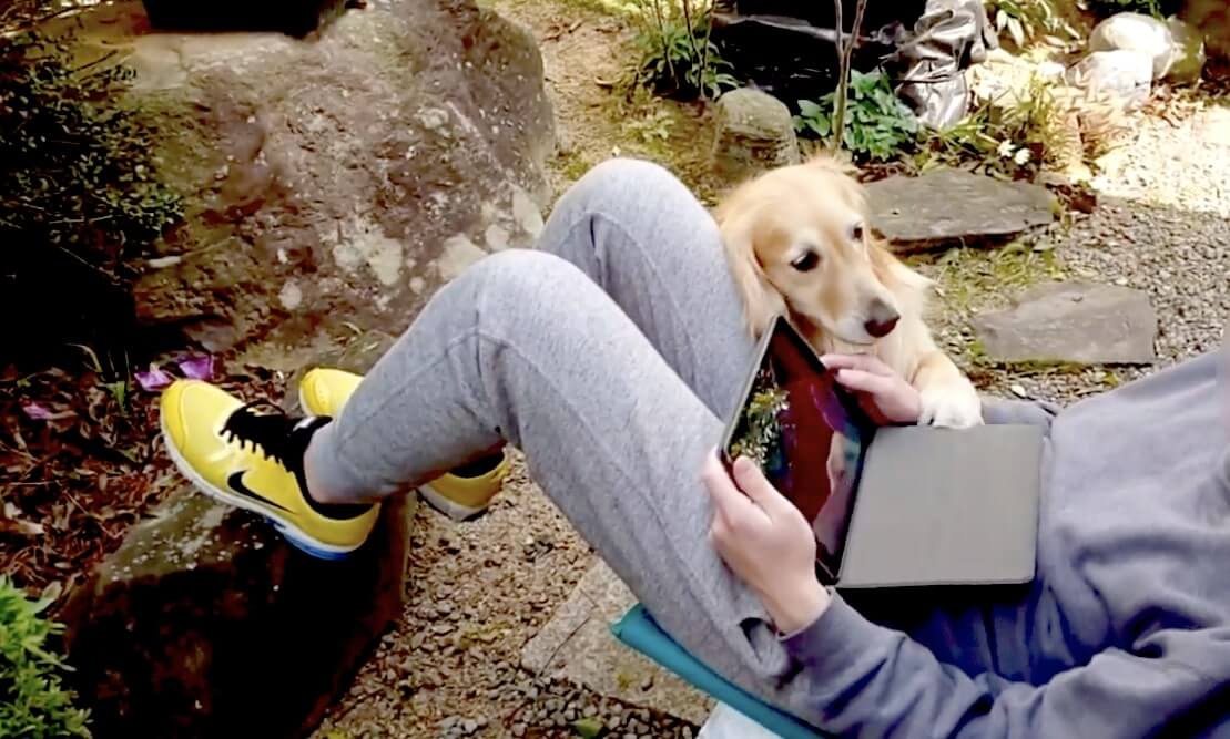 ゴールデンレトリーバー,動画