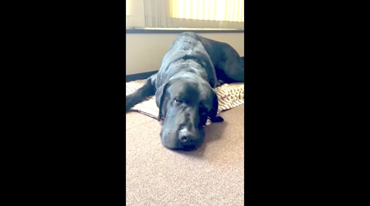 ラブラドールレトリーバー,動画