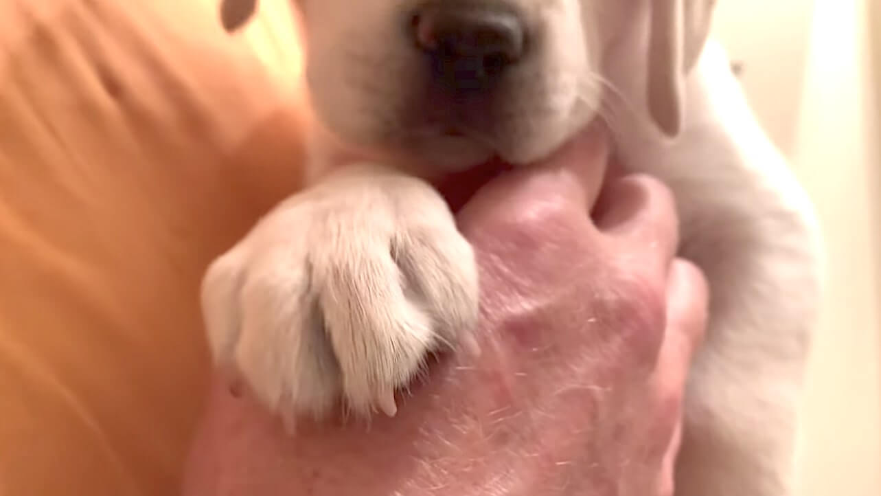 ラブラドールレトリーバー,動画