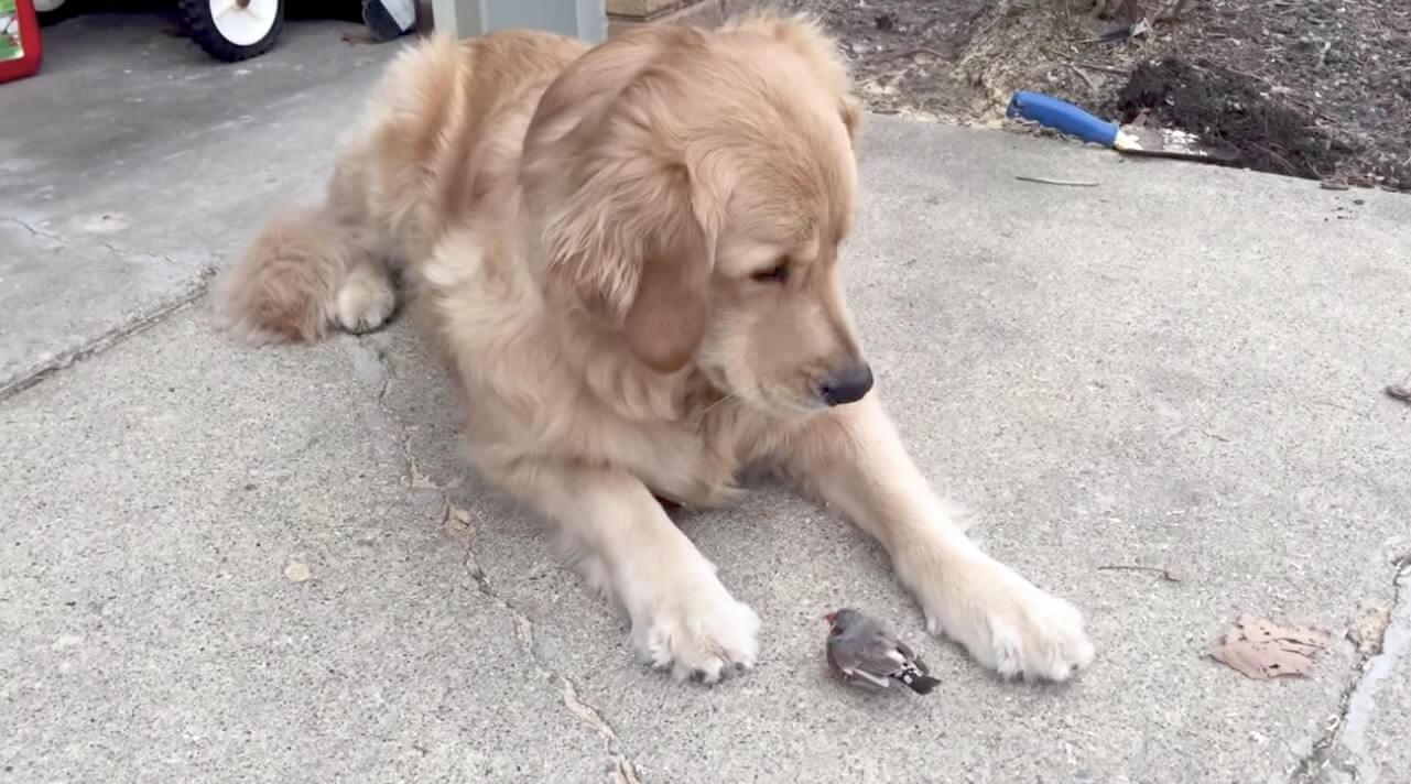 ゴールデンレトリーバー,動画