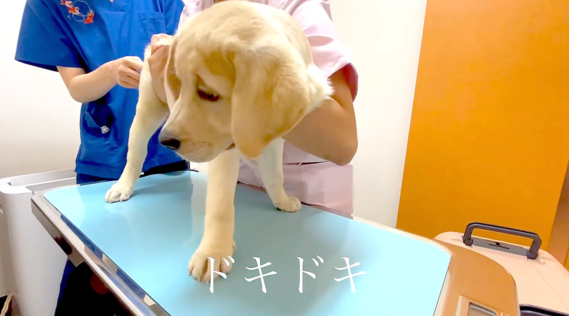 ラブラドールレトリーバー,動画