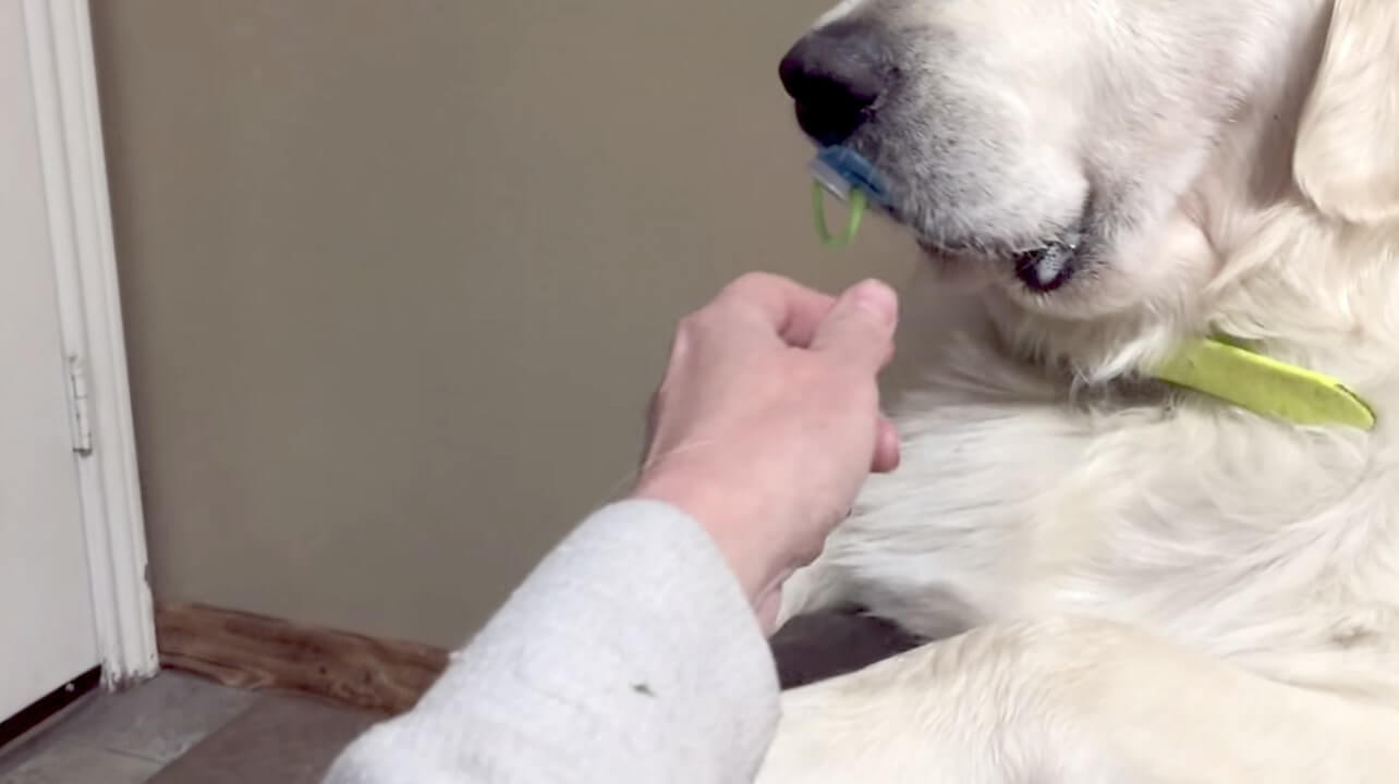 ゴールデンレトリーバー,動画