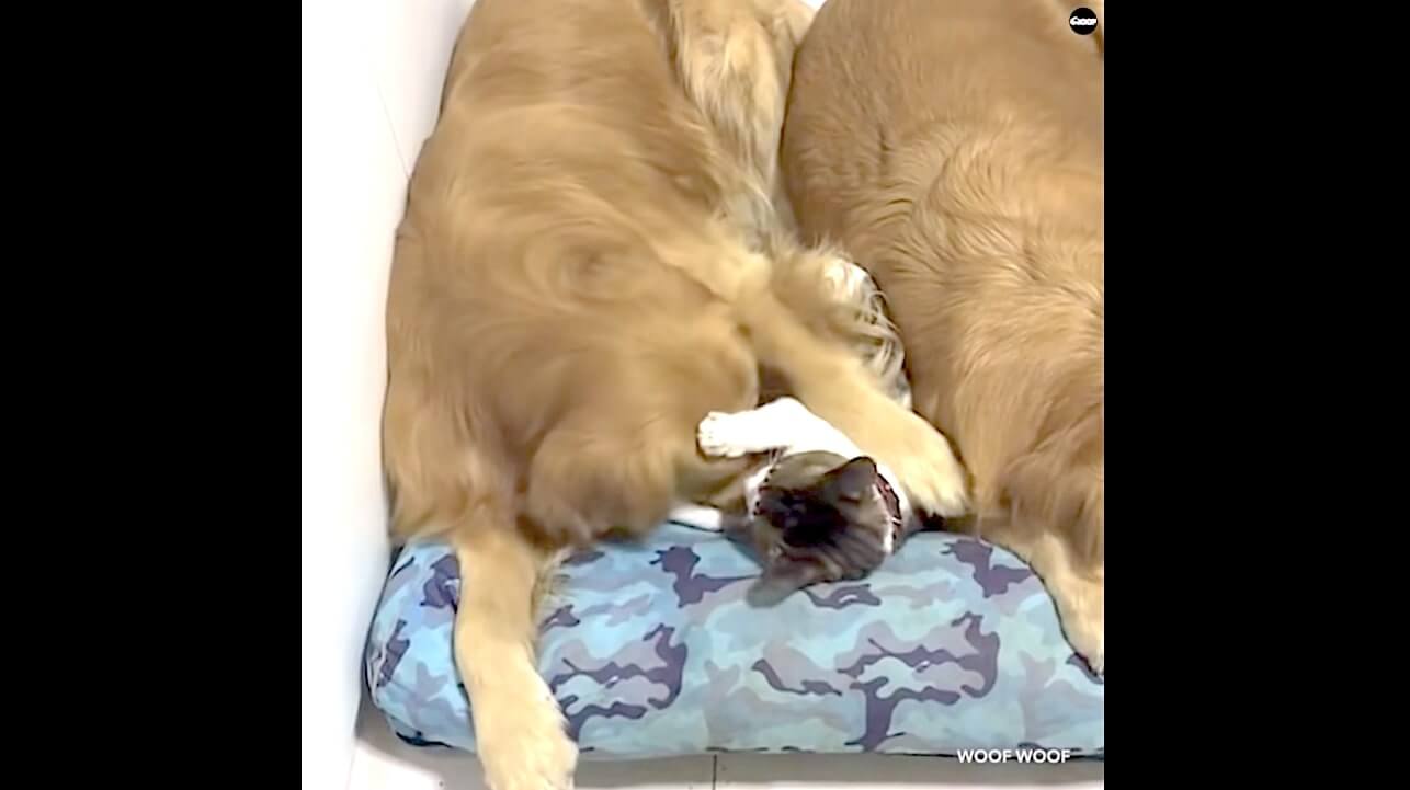 ゴールデンレトリーバー,動画