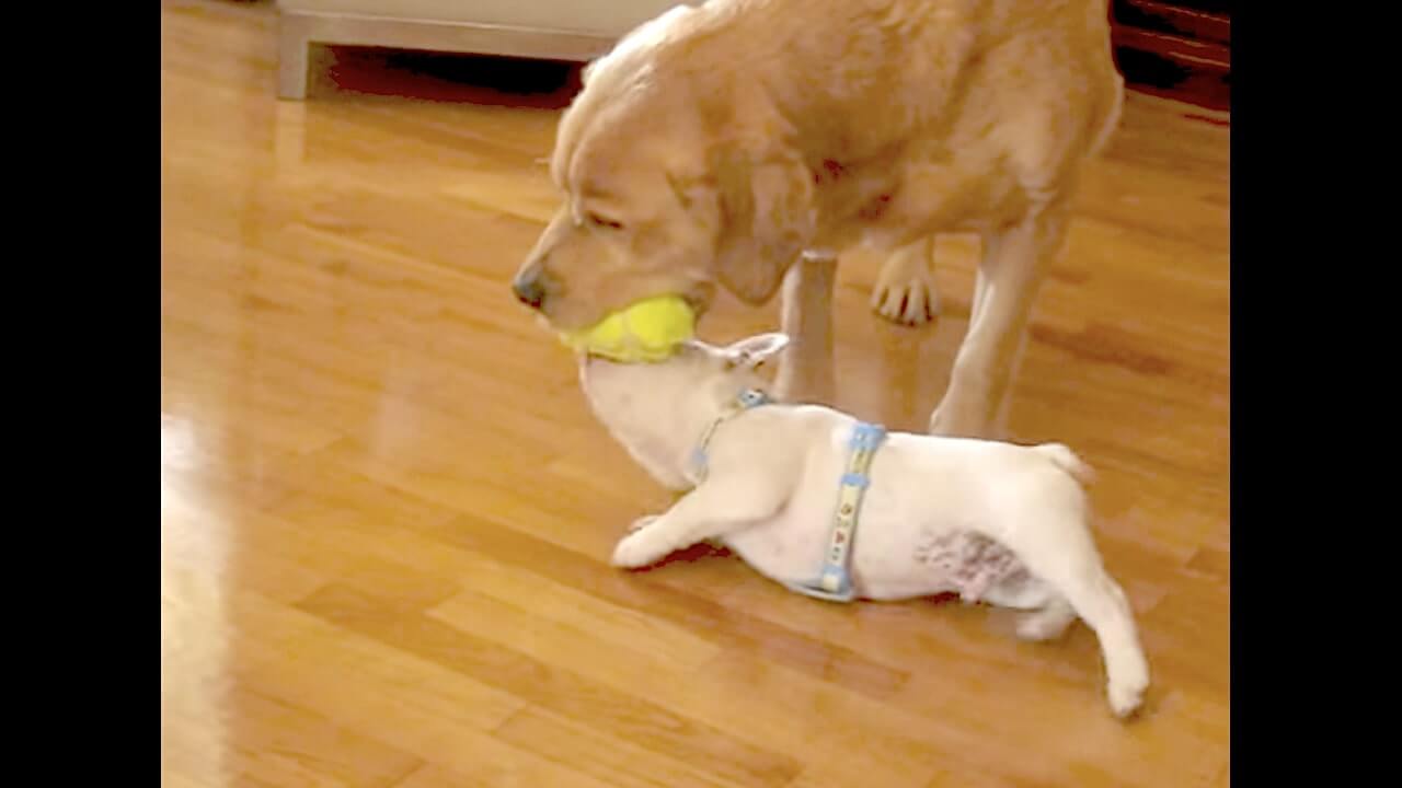 ラブラドールレトリーバー,動画