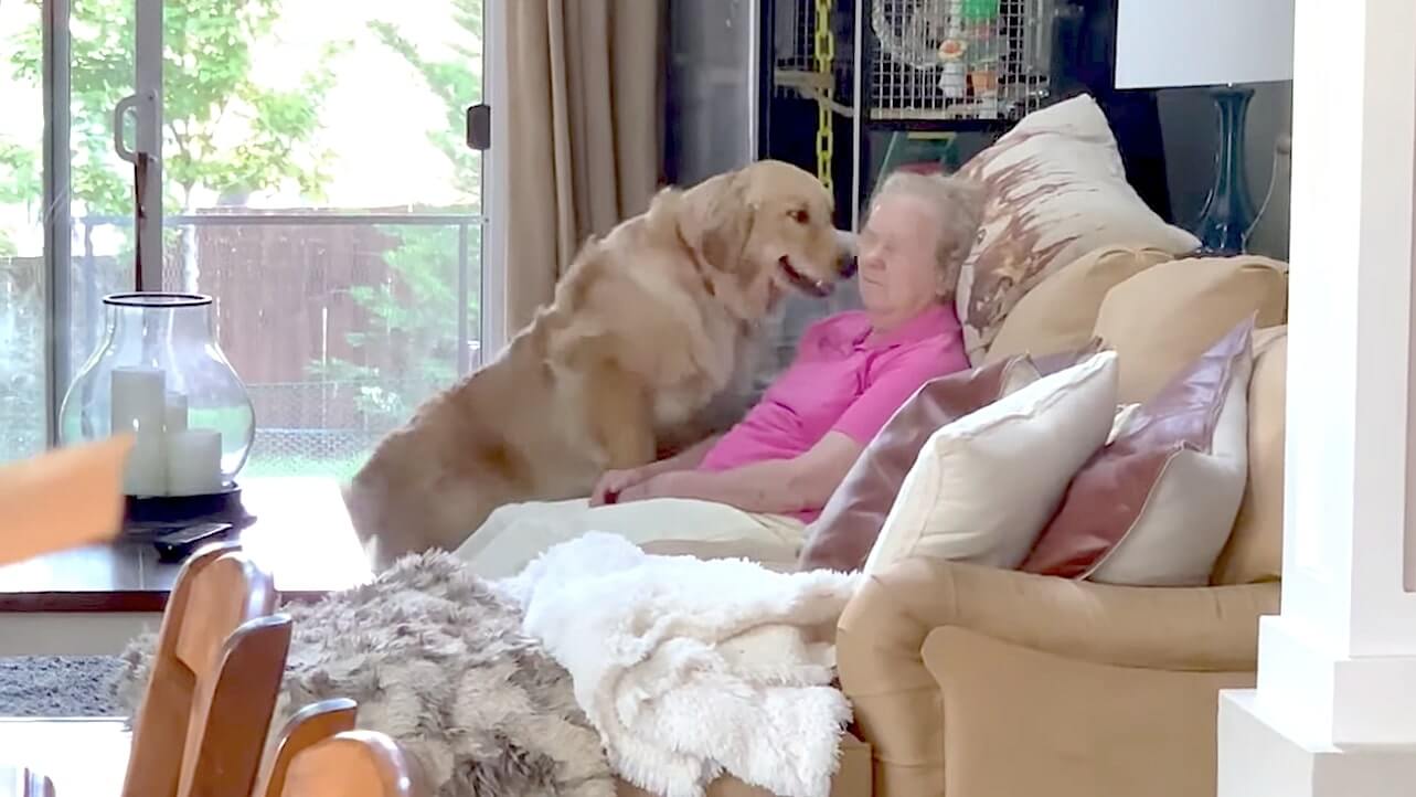 ゴールデンレトリーバー,動画