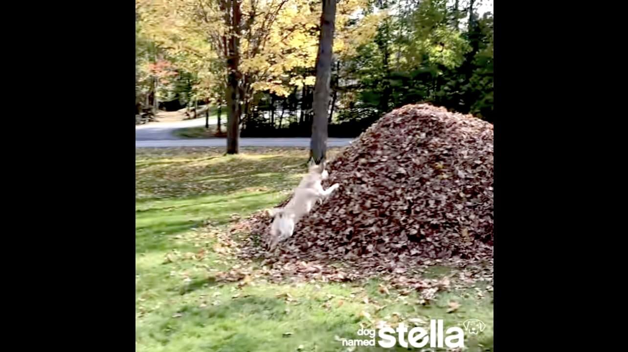 ラブラドールレトリーバー,動画