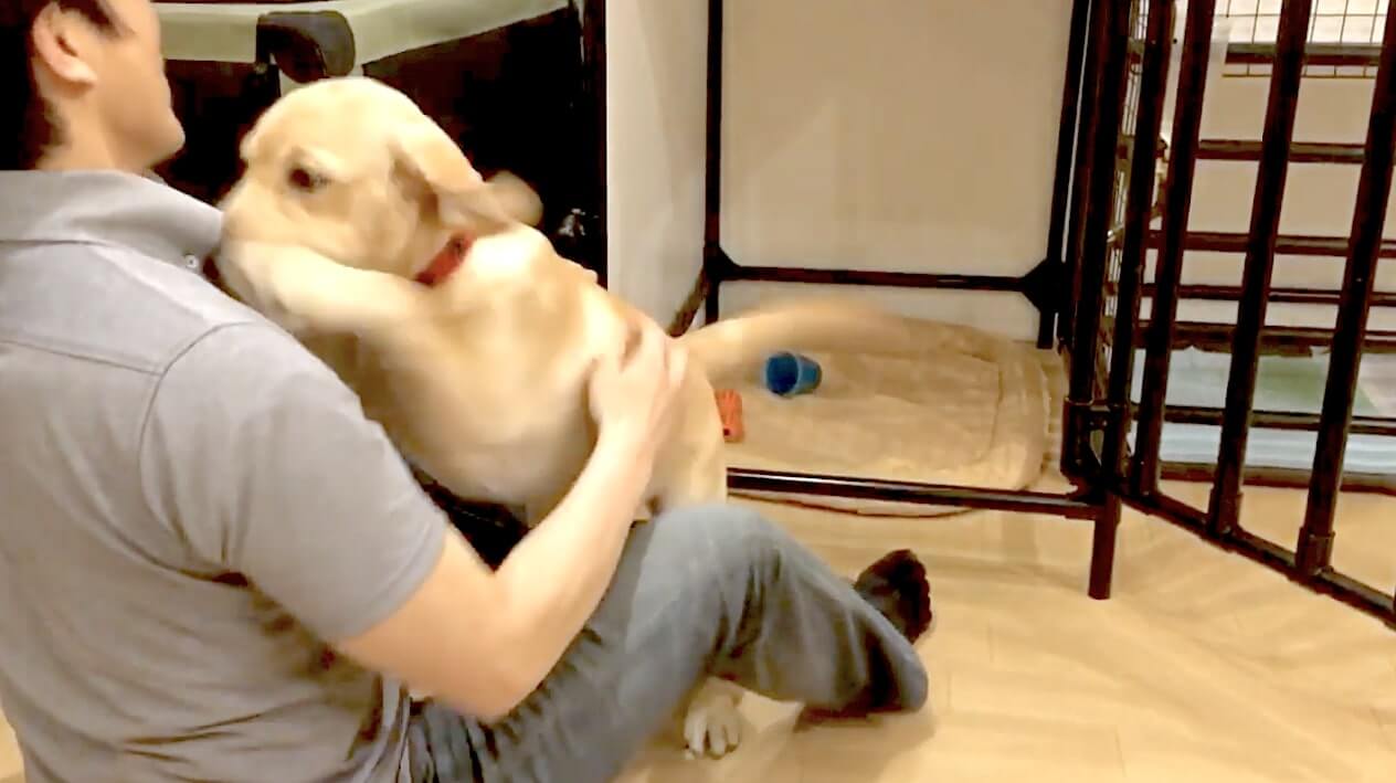 ラブラドールレトリーバー,動画