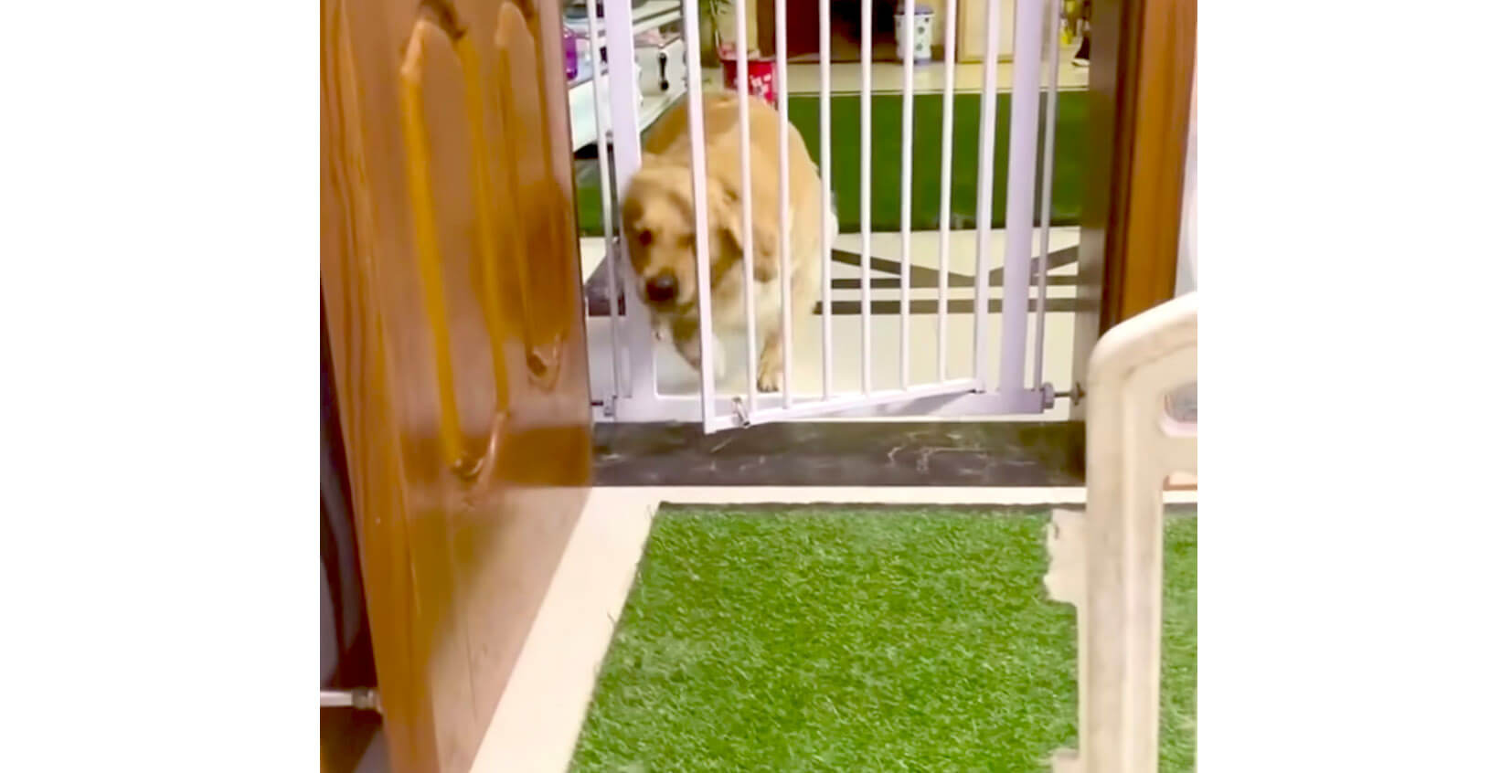 ゴールデンレトリーバー,動画