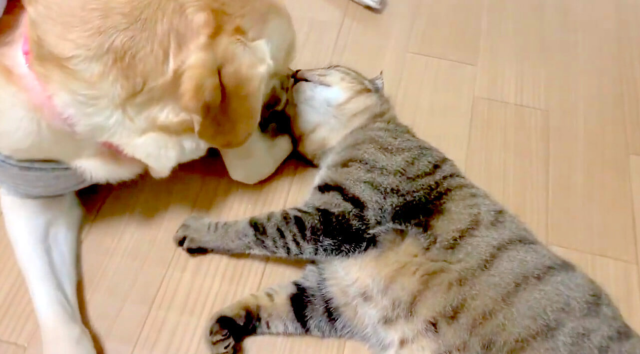 ラブラドールレトリーバー,動画