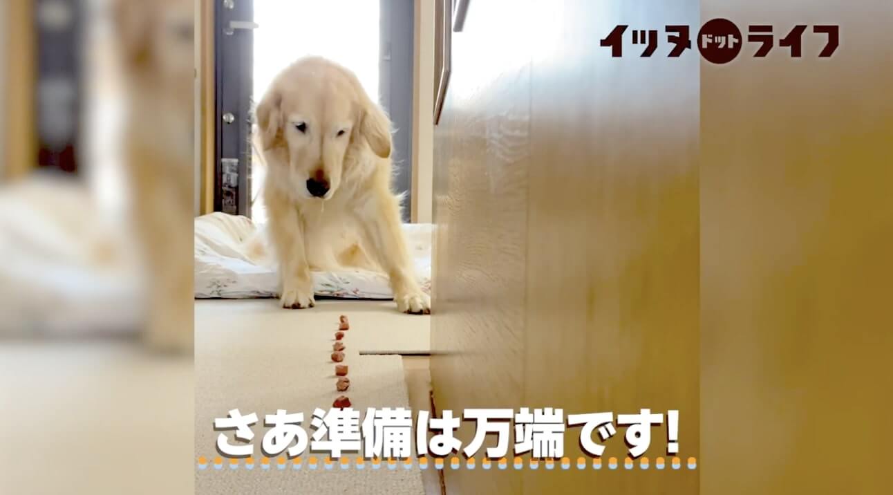 ゴールデン,動画,イッヌドットライフ