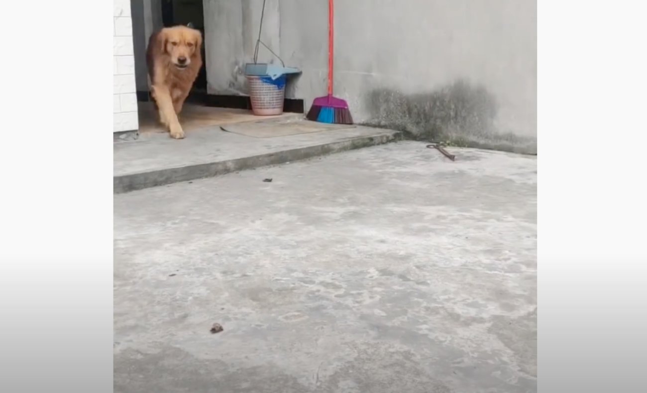 ゴールデンレトリーバー,動画