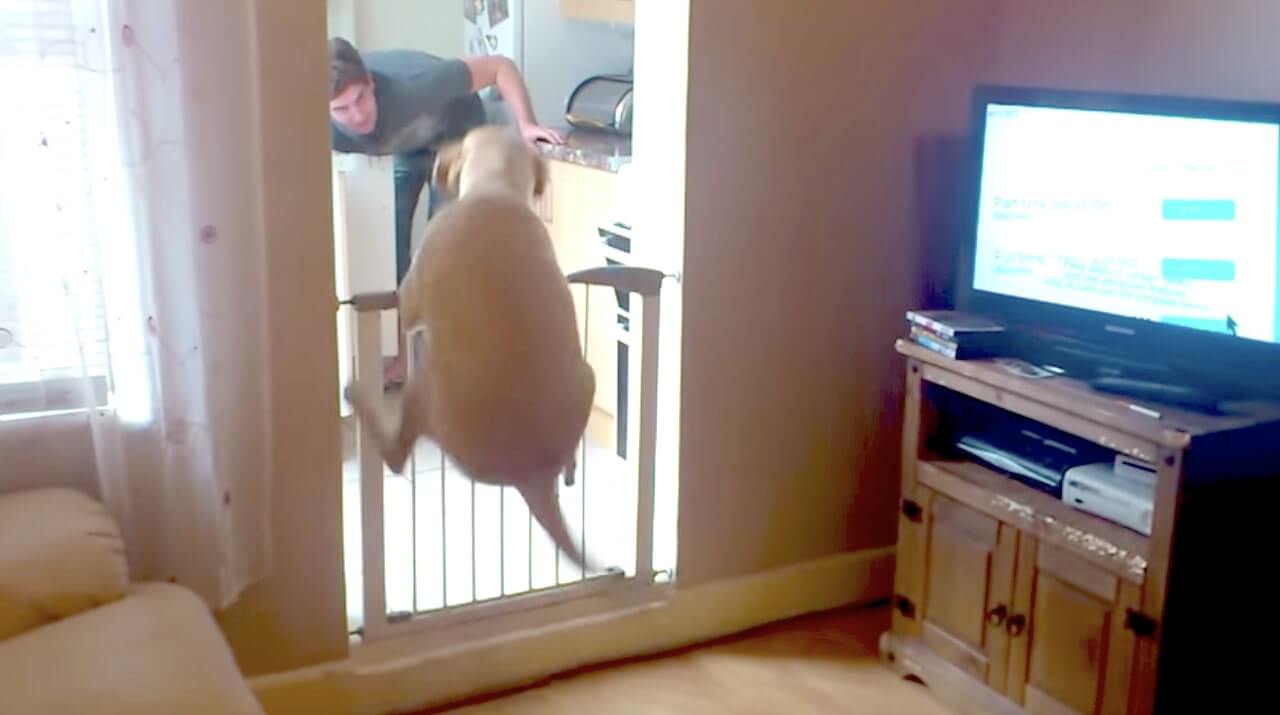 ラブラドールレトリーバー,動画