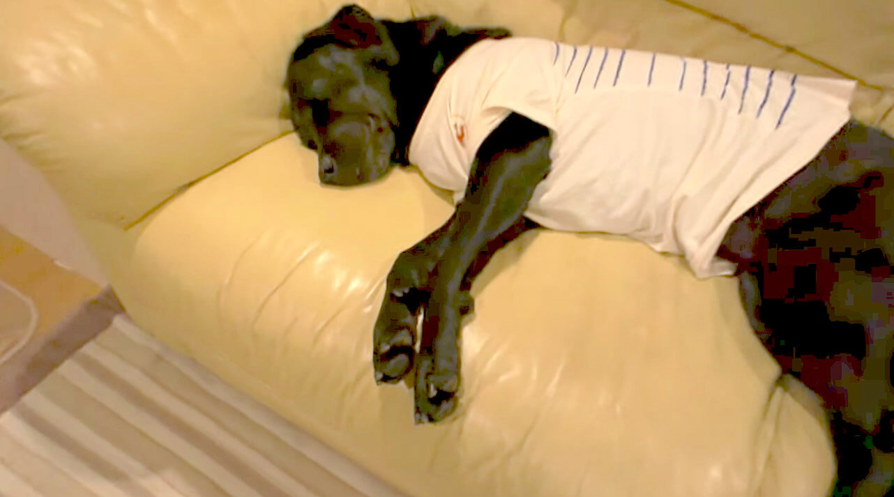 ラブラドールレトリーバー,動画