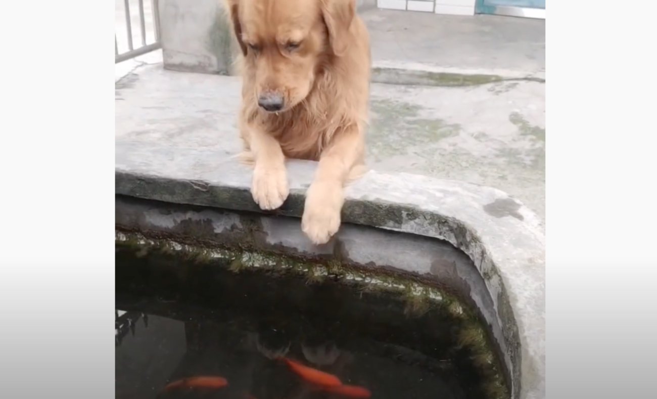 ゴールデンレトリーバー,動画