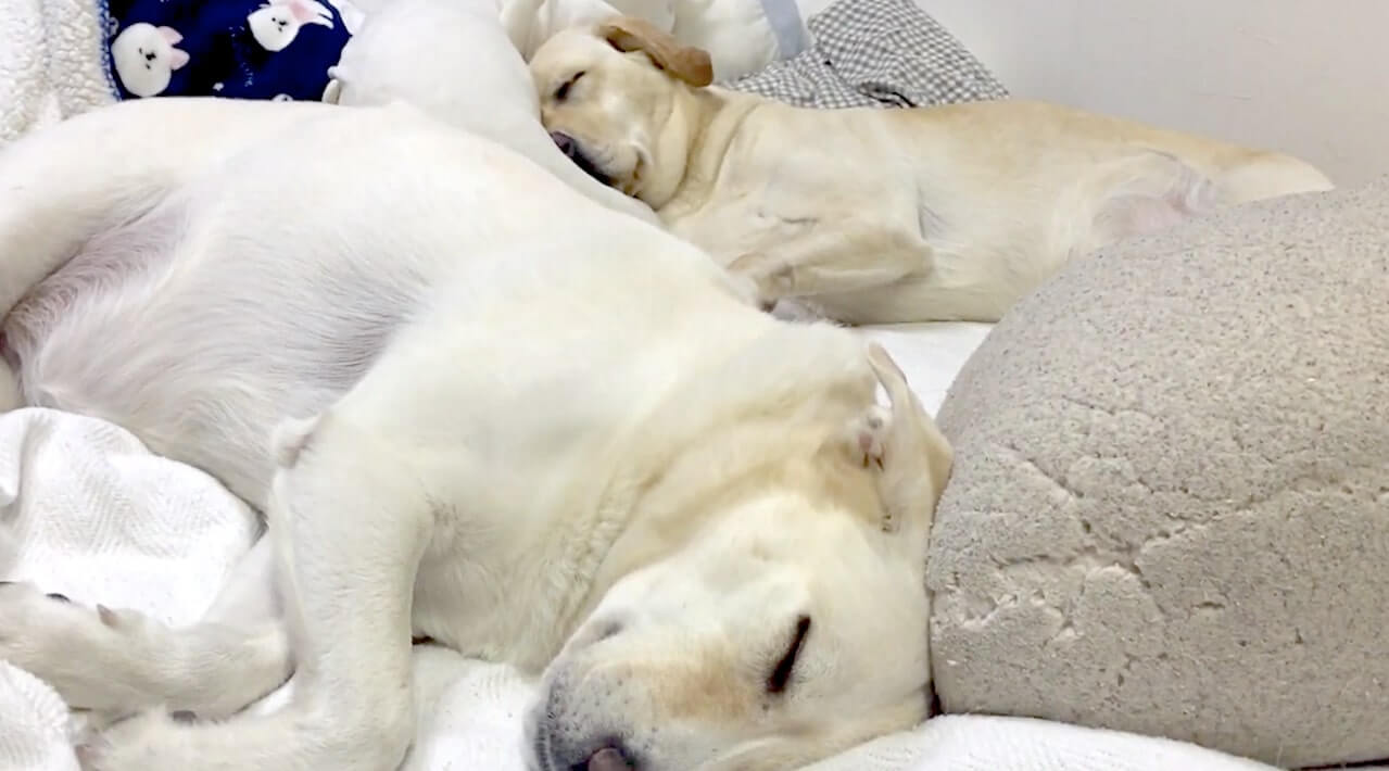 ラブラドールレトリーバー,動画