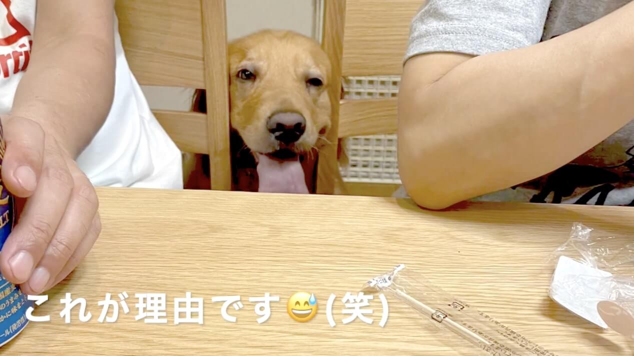 ゴールデンレトリーバー,動画