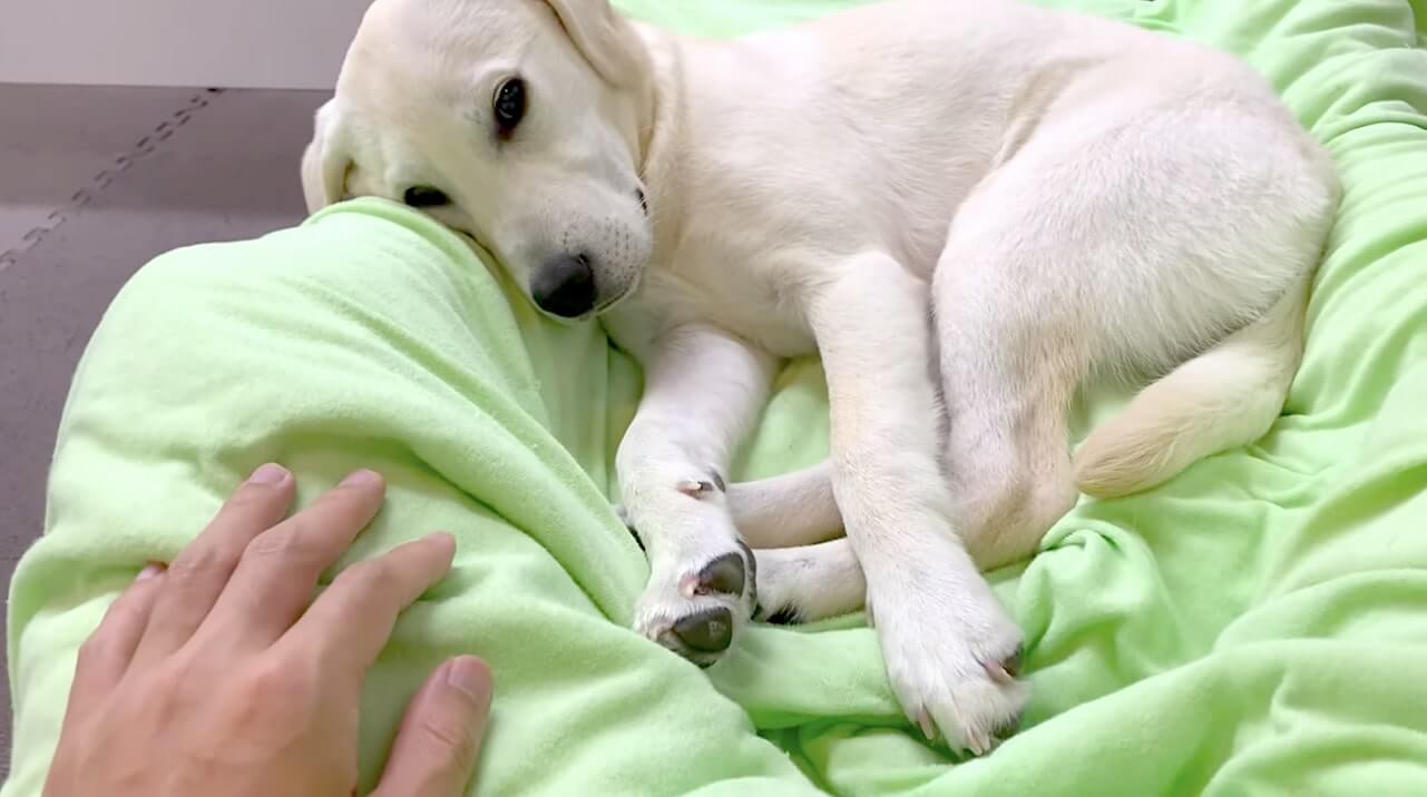 ラブラドールレトリーバー,動画