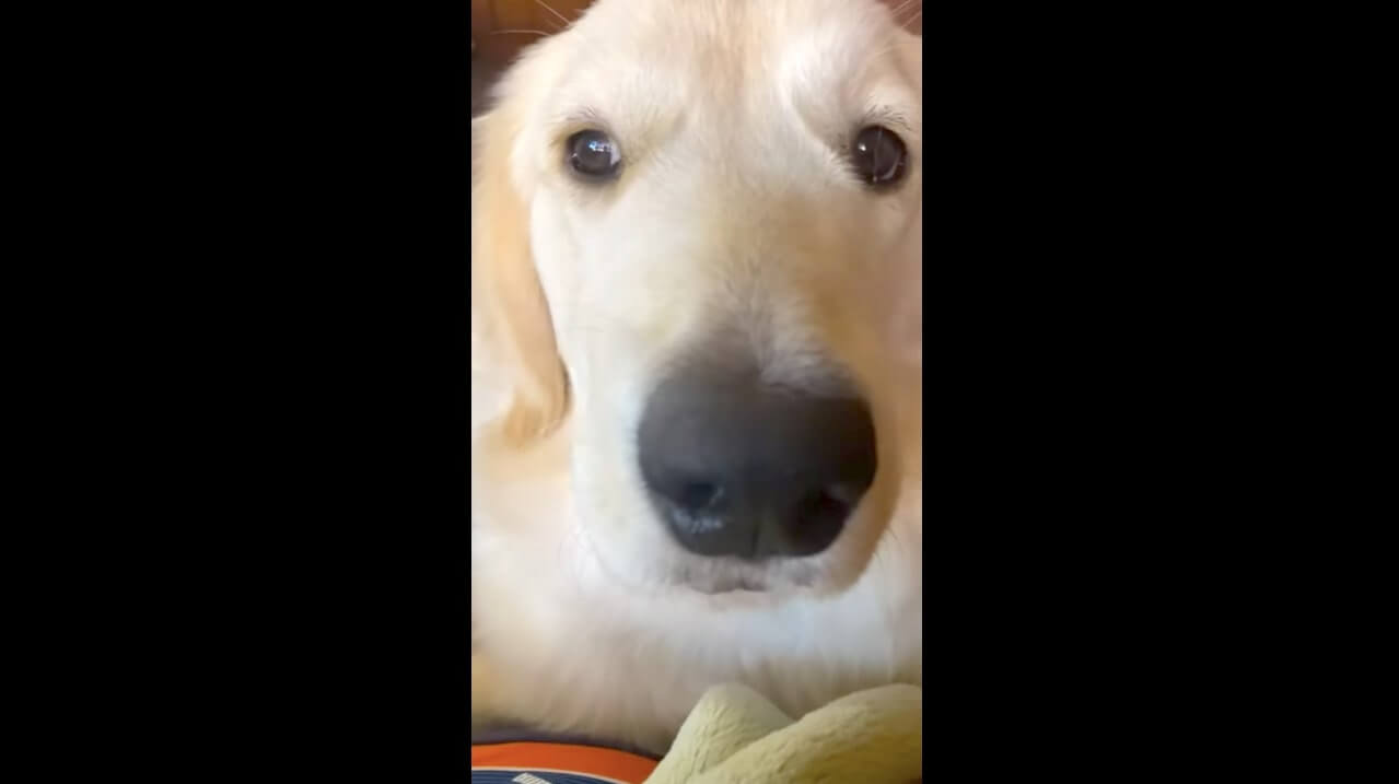 ゴールデンレトリーバー,動画