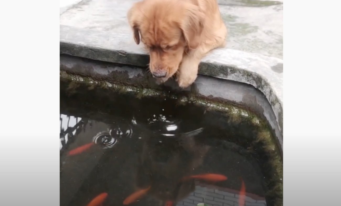 ゴールデンレトリーバー,動画