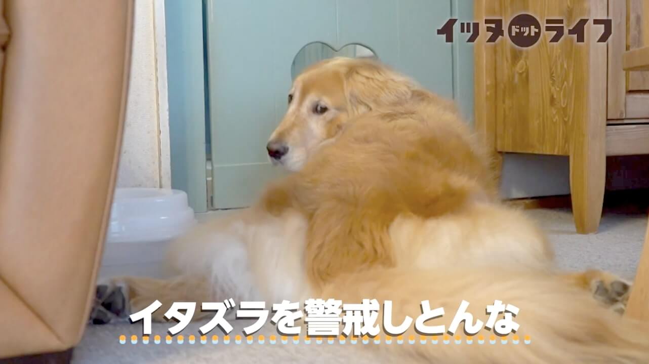 ゴールデン,動画,イッヌドットライフ