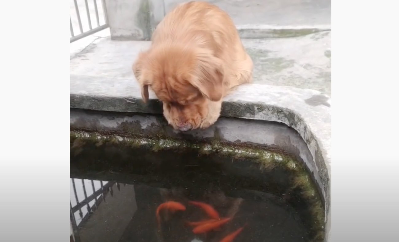 ゴールデンレトリーバー,動画