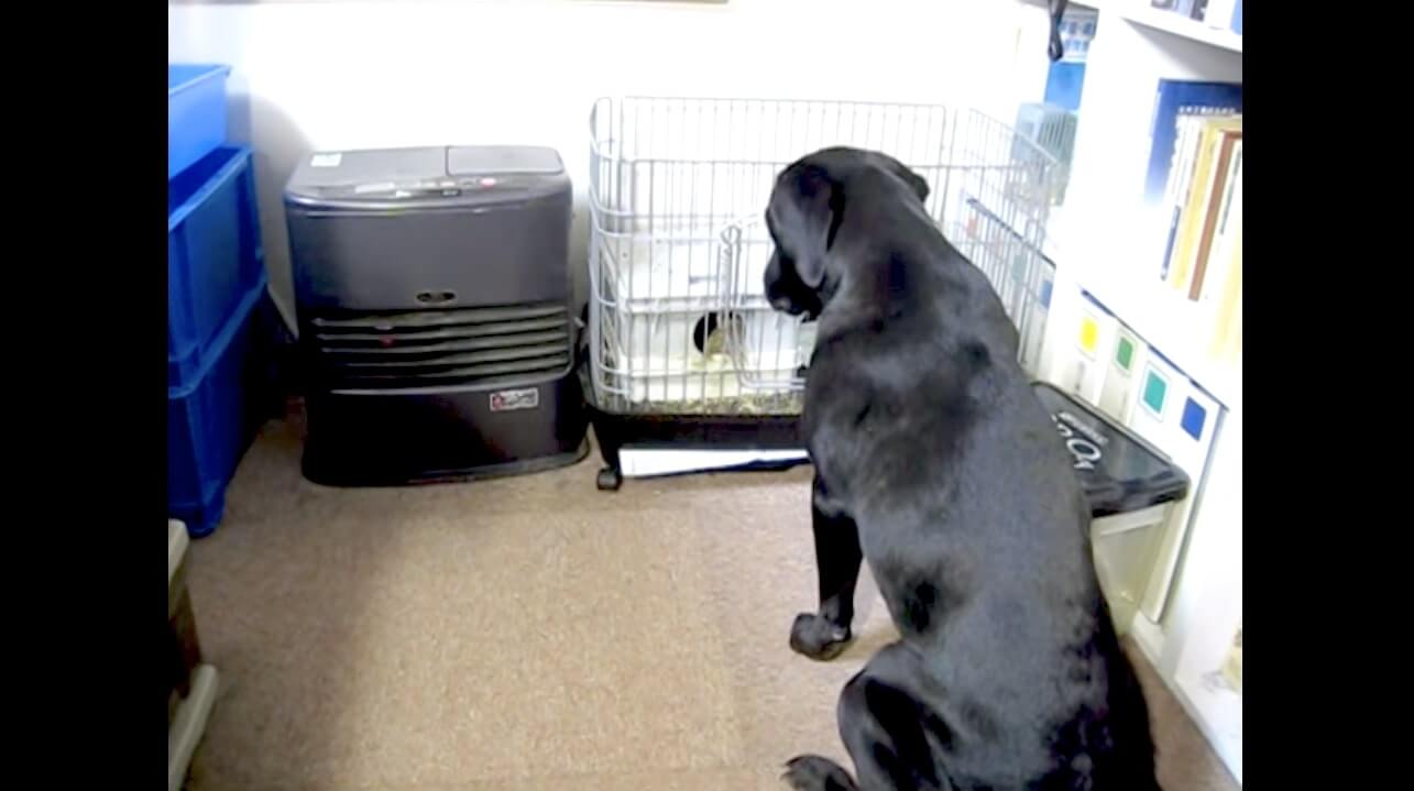 ラブラドールレトリーバー,動画