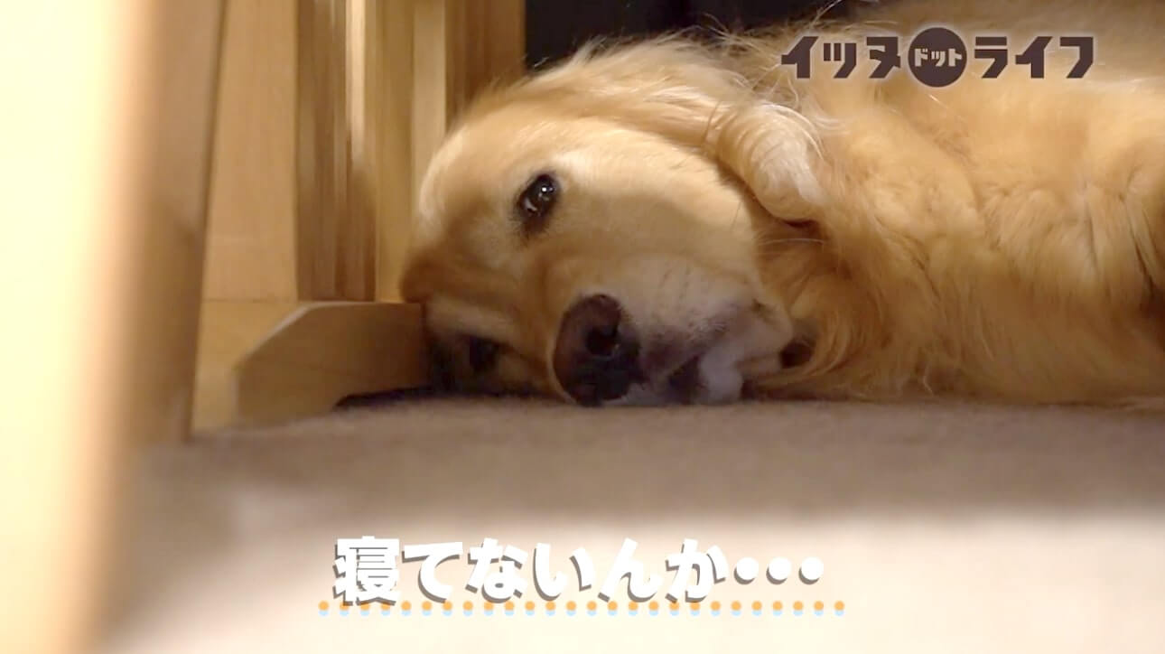 ゴールデン,動画,イッヌドットライフ