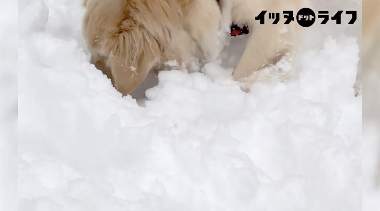 ゴールデン,動画,イッヌドットライフ